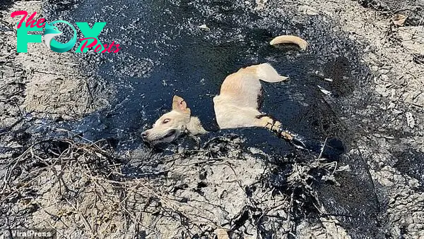 A stray dog has been rescued and scrubbed clean in a touching effort captured on video after it got stuck in molten rubber