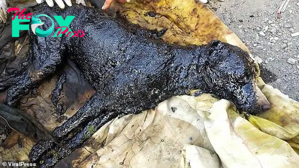 The dog had fallen over after stepping into the rubber, leaving half of its body completely covered by the tar-like substance