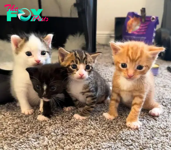kittens cute variety