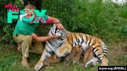 Парк львов «Тайган» пополнился четырьмя амурскими тиграми – Зубков