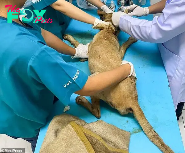 Vets gave the dog a good scrubbing and a health check after nearby factory workers at the industrial estate removed most of the rubberized asphalt from its skin and fur