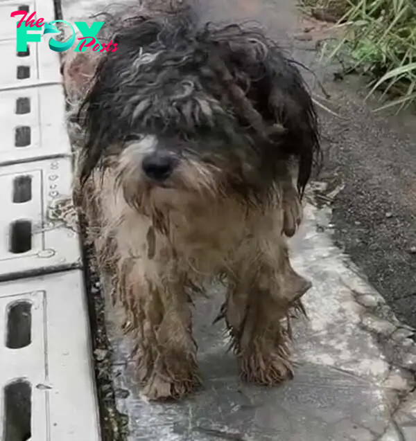 dog covered with mud