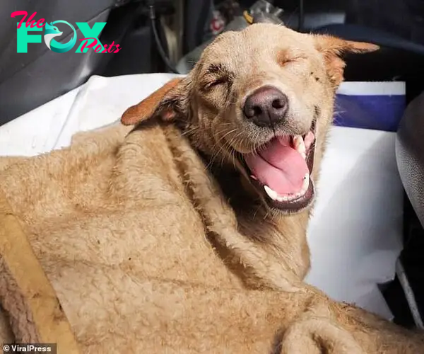 Mali the dog is reportedly in much higher spirits now. Pictured here covered with a blanket
