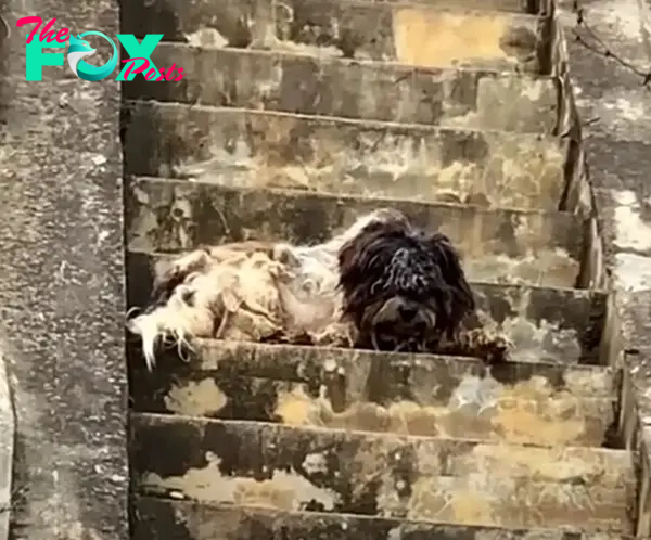 dog lying on stairs