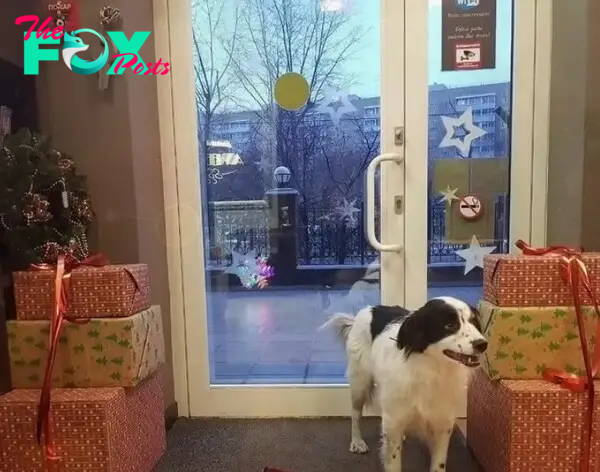 dog for christmas