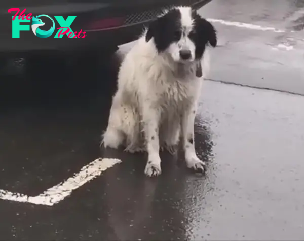 abandoned dog on the street