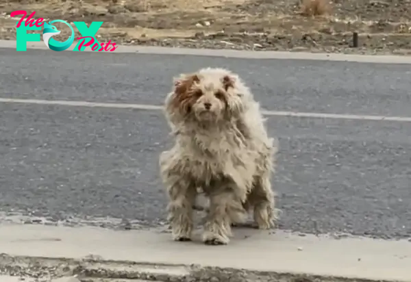stray dog on the road