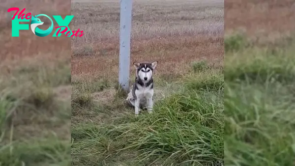 The Abandoned Pup Kept Waiting On The Side Of A Road, Hoping To Catch A Glimpse Of His Owner