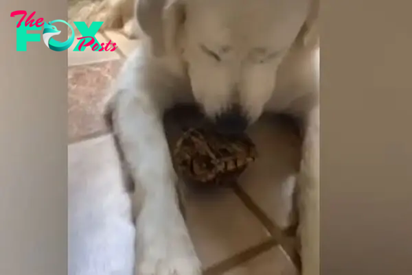 dog playing with turtle