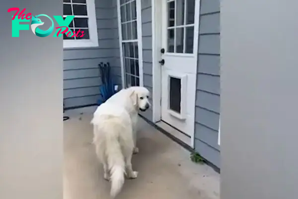 big white dog in front of the door