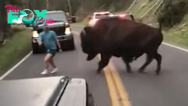 Man taunts charging bison