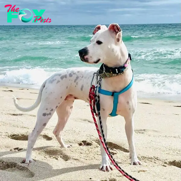 deaf dog standing on the beach