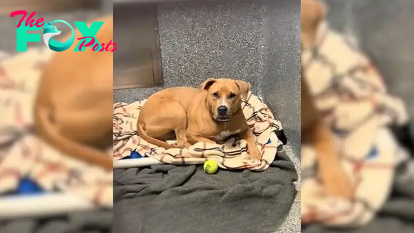 Heartbroken Dog Returned To Shelter Spends More Than 380 Days Waiting For The Second Chance