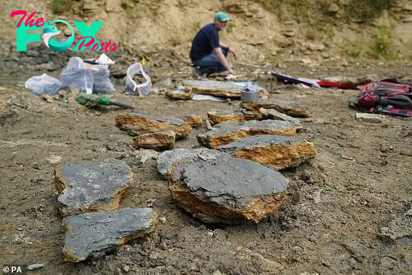 Non-professional palaeontologists discovered the site in Wiltshire during the second lockdown, while researching the geology of the area online