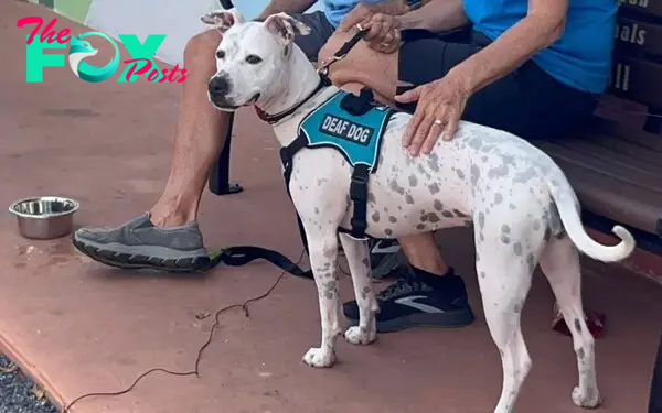 deaf dog with his owner