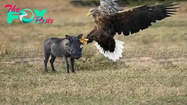 A King Of The Sky - How Eagle Attack Warthog - YouTube