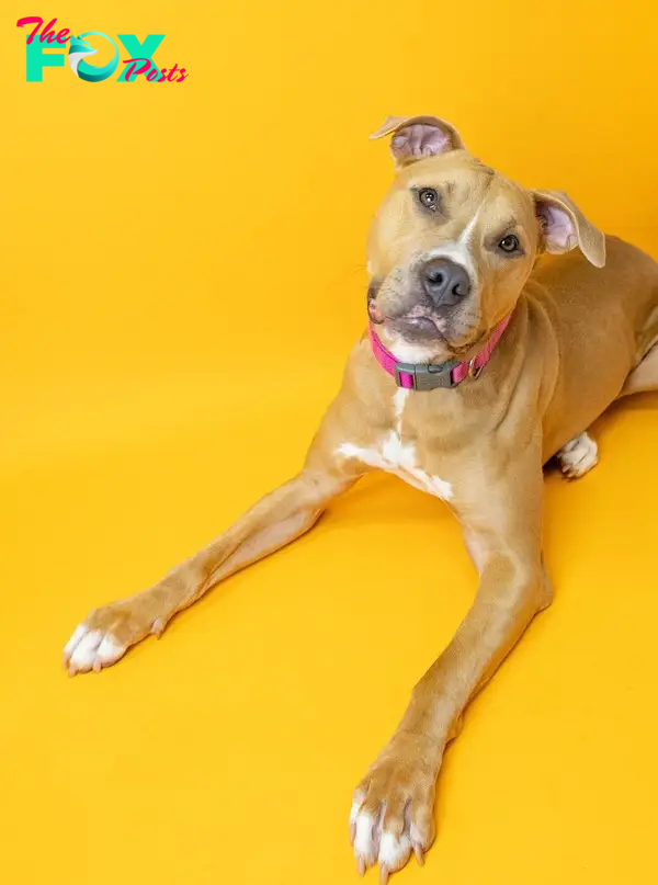 pittie on a yellow background
