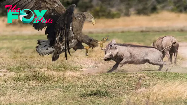 A King Of The Sky - Eagle Attack Warthog In The Wild - YouTube