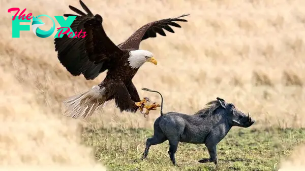 Baby Warthog Don't Escape From Eagle Hunting