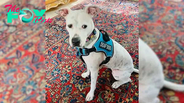 Deaf Dog Finally Meets Her Happy Ending After Learning Sign Language In The Shelter