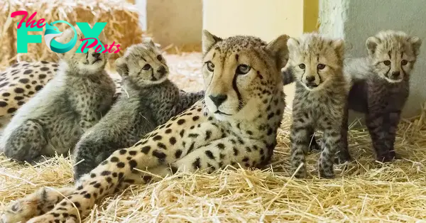 Lioness Lola gave birth to triplet cubs at Chelyabinsk . (Video)