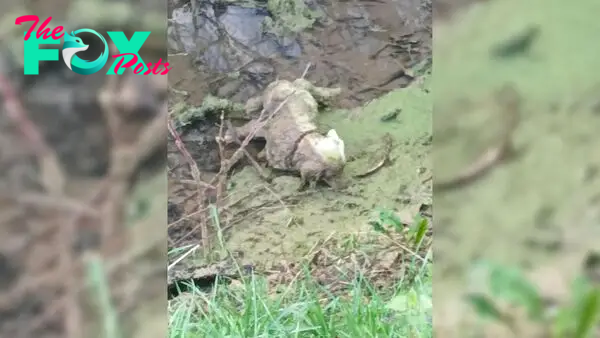 Rescuers That Rushed To Save Motionless Dog In Ditch Discovered That Things Weren’t As They Seemed
