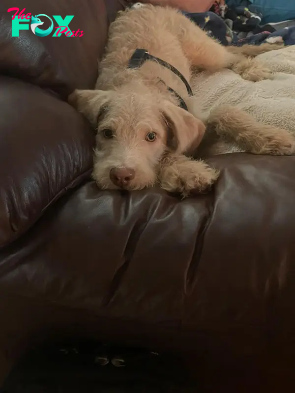 dog lying on couch