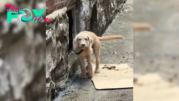Adorable Little Puppy With A Broken Leg Hides In Bushes Praying For A Kind Soul To Save Him