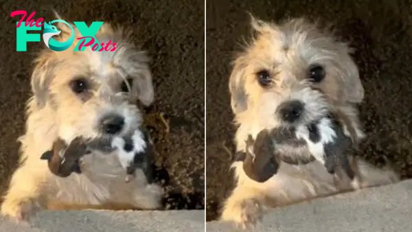 Rescuers Were Shocked To See Mama Dog Carrying Babies In Her Mouth And Begging For Help