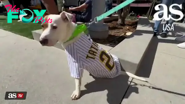 The Padres built a special space at Petco Park dedicated to the dozens of dogs who attend each game in San Diego.