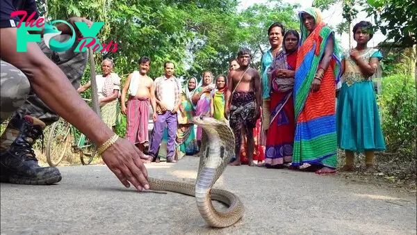 इतना खतरनाक गुस्सैल कोबरा सांप ओडीशा में रेस्क्यू किया Dangerous angry cobra snake rescued in Odisha - YouTube
