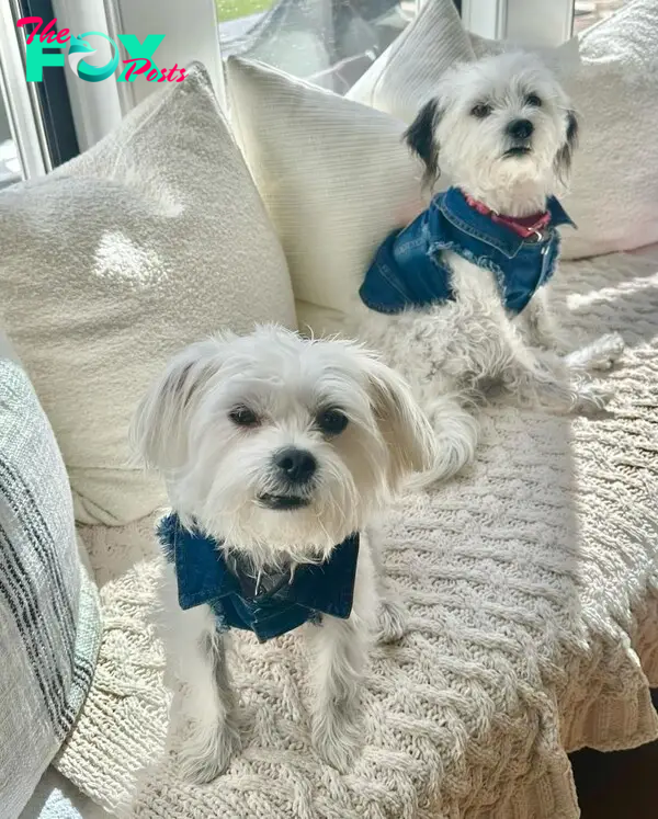 Bethenny Frankel's dogs, Biggy and Smallz