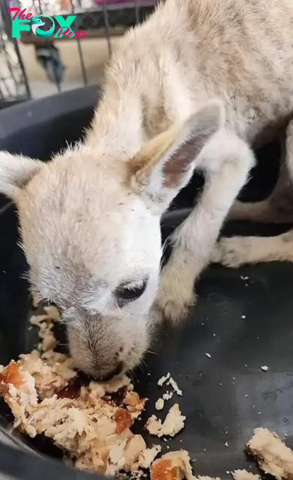 skinny dog eating