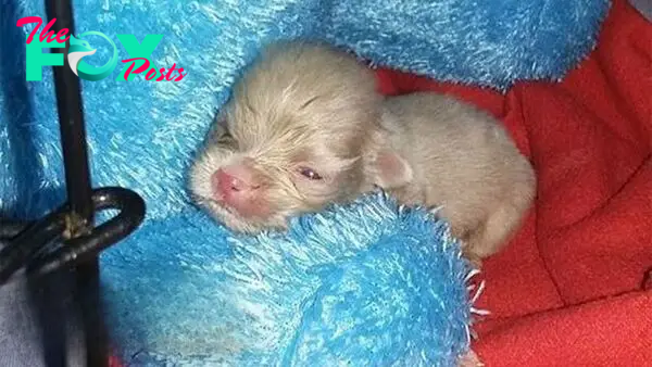 This Newborn Albino Puppy Was Struggling A Lot But Then Had An Amazing Transformation