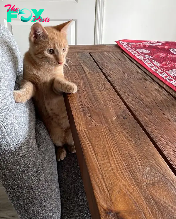 playful curious orange tabby cat