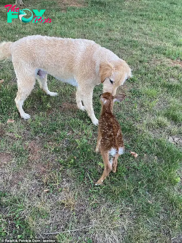dog harley sniffing baby fawn