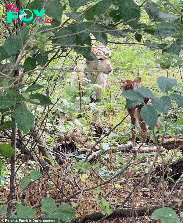 photo of baby fawn and dog harley in woods
