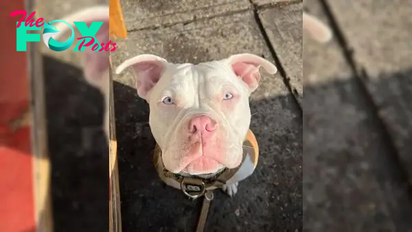 Woman Saves A Pup From Having Her Ears Cut And Discovers Something Special About Her