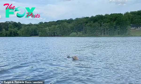 goldendoodle swimming in a lake