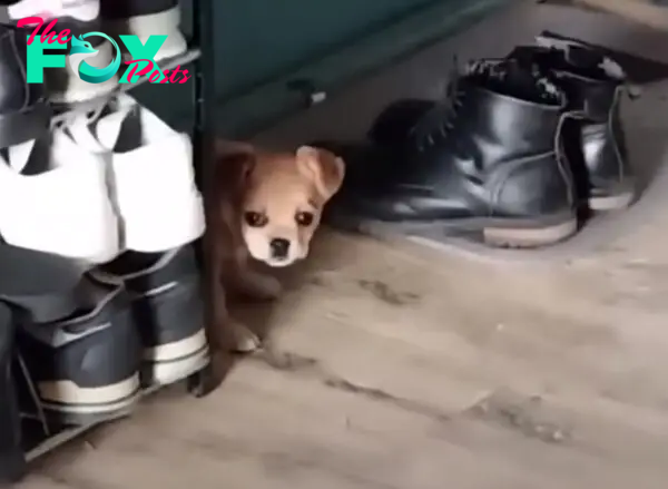 puppy hiding behind shoes