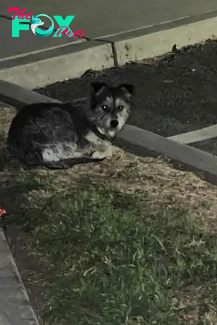 a dog sits by the sidewalk and waits for its owner