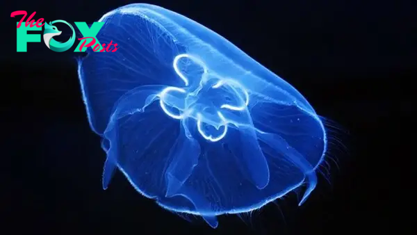 Aurelia Jellyfish