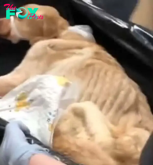 malnourished dog
