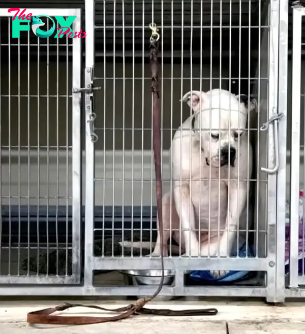 a sad dog in a cage abandoned by his family