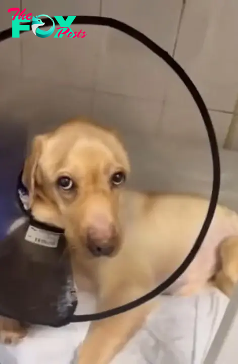 rescued dog wearing a cone