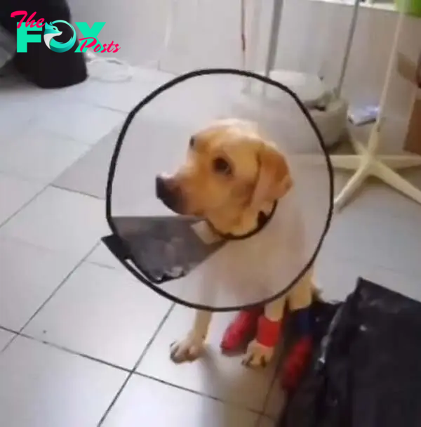dog wearing a cone and sitting