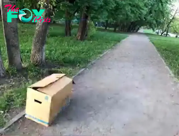 box in a park