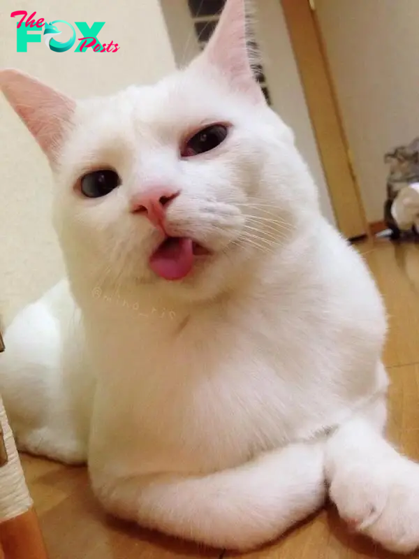 Setsu-chan: Chú mèo đáng yêu với khuôn mặt... say xỉn 17