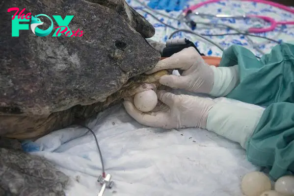 Sea turtle delivers eggs, endures surgery after shark attack | AP News