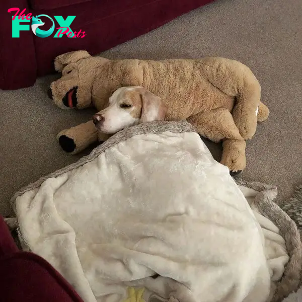 dog lying with a teddy bear